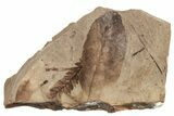 Fossil Leaf (Fagopsis, Metasequoia sp) Plate #221188-1